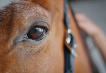 Equitherapie bij trauma en dissociatie