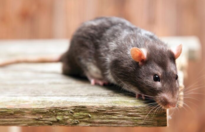 Rat exposure